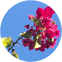 Inés Flores profile picture