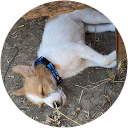 Bluegamer profile picture